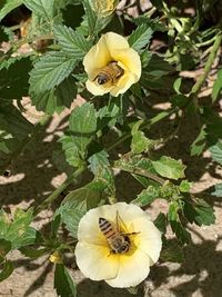 Close-up of honey bee on yellow flower