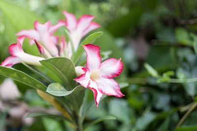 Close-up of pink flowering plant