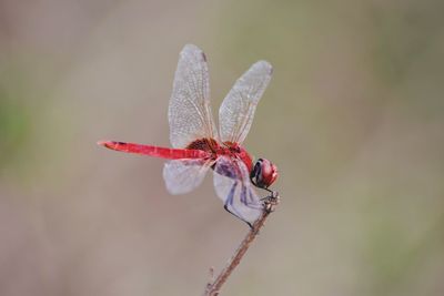 Close-up of insect on red plant