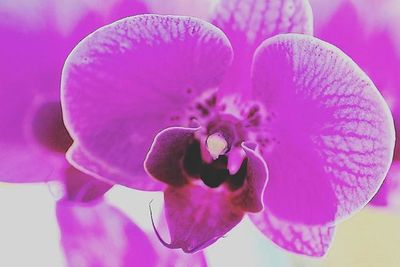 Close-up of pink orchids blooming outdoors