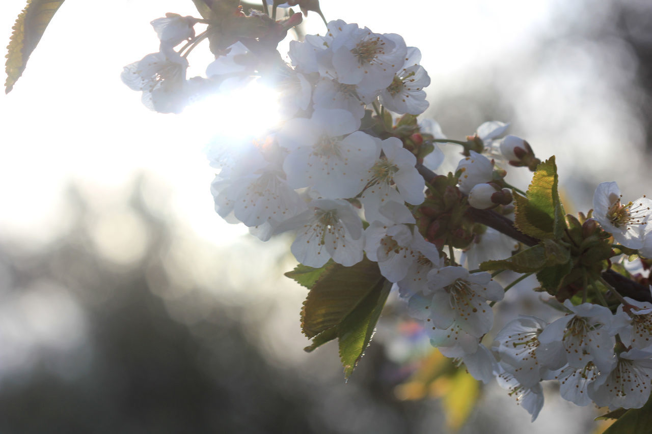 CLOSE-UP OF CHERRY BLOSSOM ON BRANCH