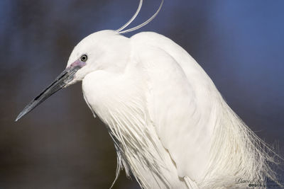 Close-up of snowy egret