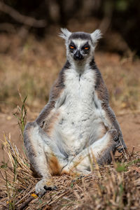 Ring tailed lemur looking at camera. isalo national park. madagascar