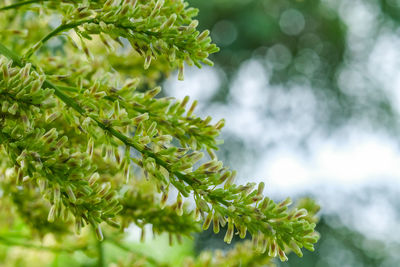 Close-up of pine tree leaves