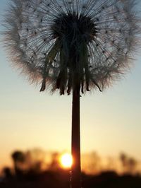 Close-up of silhouette dandelion against sky during sunset