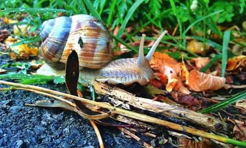 animal themes, animals in the wild, wildlife, one animal, nature, bird, close-up, field, full length, snail, two animals, outdoors, high angle view, day, zoology, ground, no people, focus on foreground, side view, selective focus