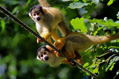 Close-up of monkeys perching on rope