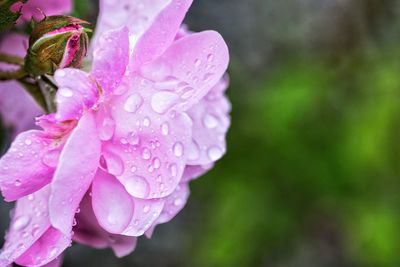 Close-up of pink flowers