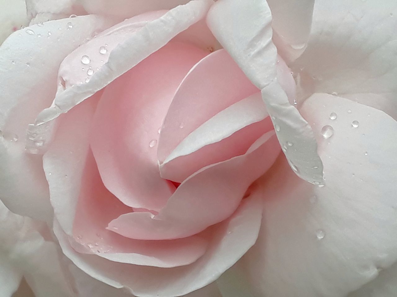 flower, nature, drop, beauty in nature, petal, rose - flower, freshness, fragility, backgrounds, water, growth, wet, full frame, close-up, no people, plant, flower head, day, outdoors