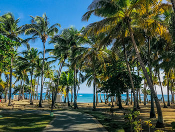 Palm trees paradise
