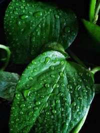 Close-up of wet plant