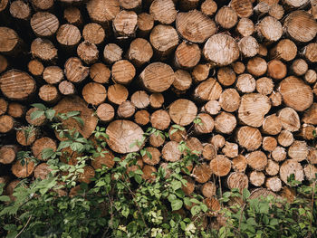 Full frame shot of logs in forest