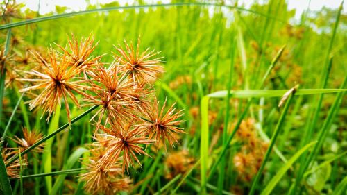 Close-up of plant growing on field