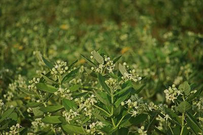 Close-up of flowering plant on field