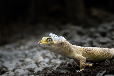 Lemon frost gecko shed its skin, all shedding process captured, amazing animal reptile photo series