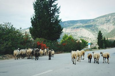 Cows walking on road by trees against sky