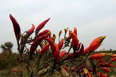 Close-up of red rose plant in field against sky