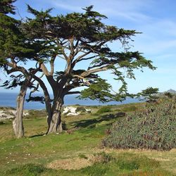 Trees on grassy field