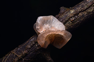 Close-up of mushroom against black background