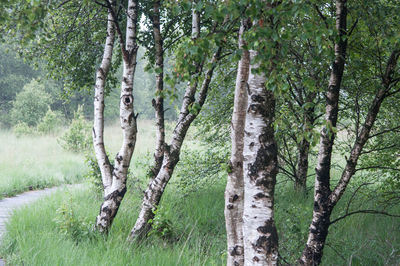 Trees in forest