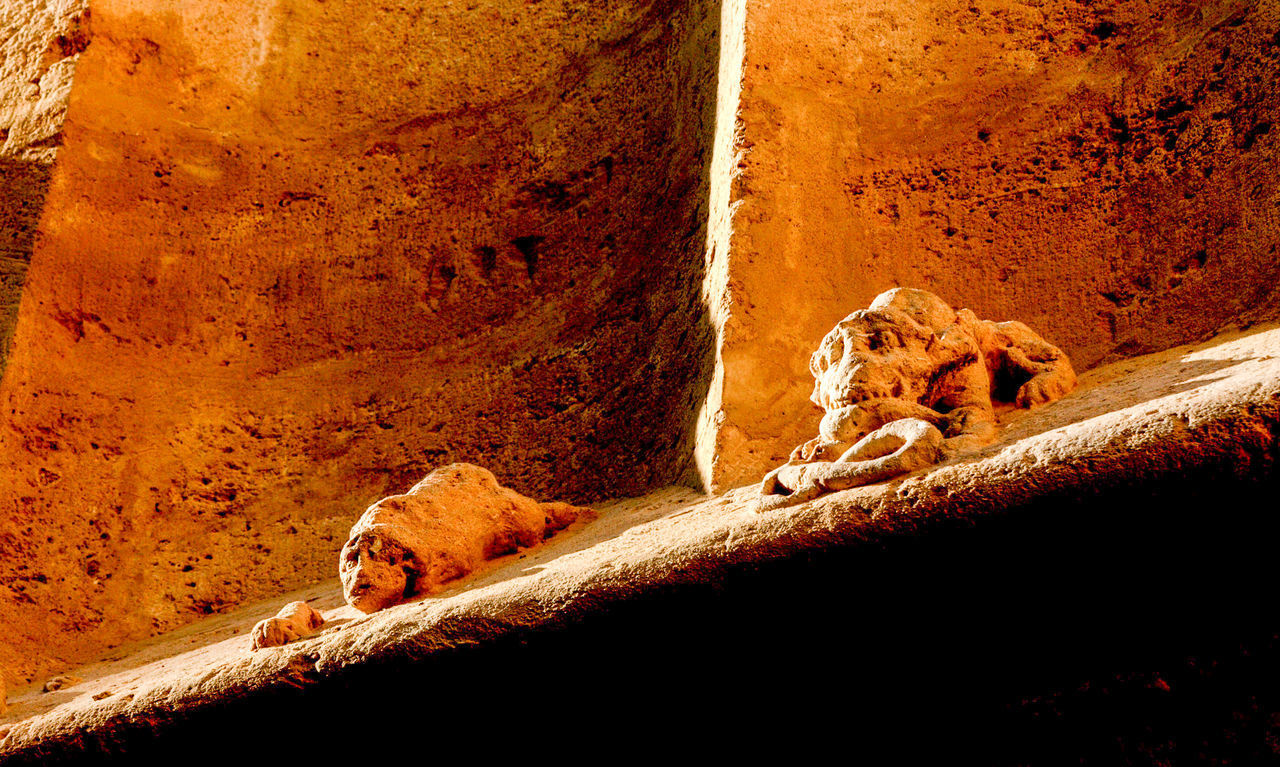 CAT RELAXING ON ROCK OUTDOORS