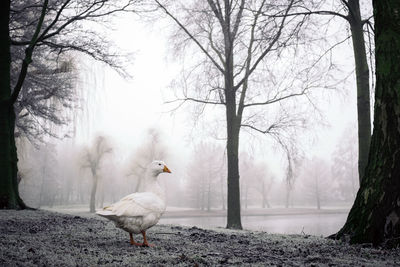White goose on field against bare trees