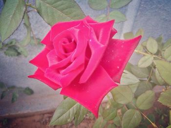 Close-up of pink rose