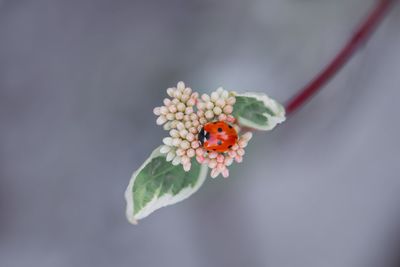 Close-up of red ladybug on  flower