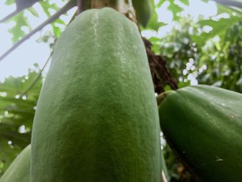 Close-up of fresh green leaf