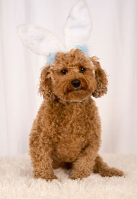 Portrait of dog wearing headband on bed
