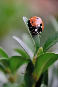Close-up of ladybug on plant