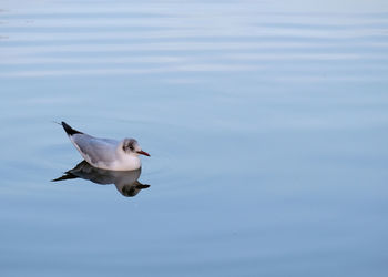 Seagull flying over lake
