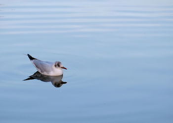Seagull floating on calm water with reflection visible 