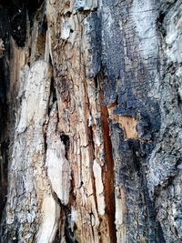 Close-up of tree trunk