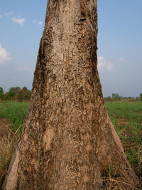 Close-up of tree trunk on field against sky