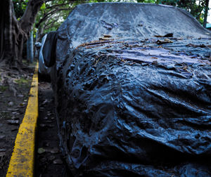 Close-up of tree trunk