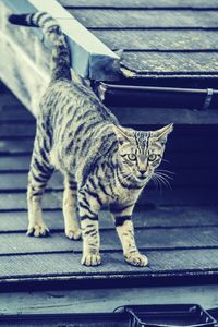 Close-up of cat sitting outdoors