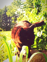 Close-up of cat on tree