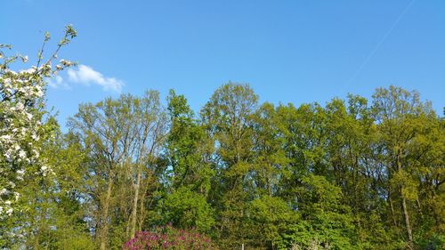 Low angle view of trees against blue sky