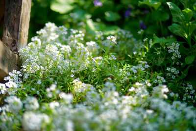 Close-up of flowering plants on land