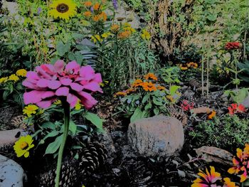 Close-up of flowers blooming outdoors