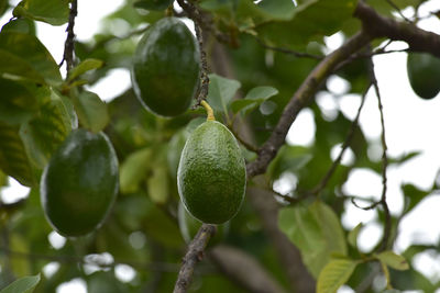 Low angle view of fruits growing on tree