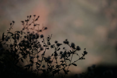 Plant against sky