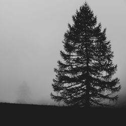 Low angle view of silhouette tree against sky