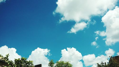 Low angle view of trees against blue sky