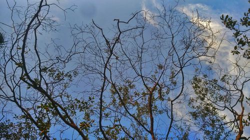 Low angle view of bare tree against sky