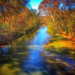 Reflection of trees in water