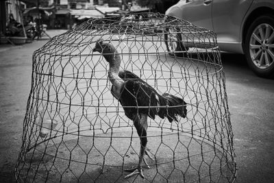 Close-up of a bird on the street