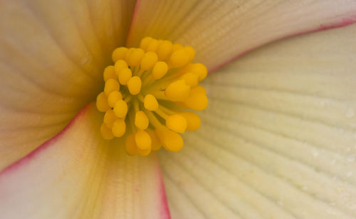 Full frame shot of yellow flower