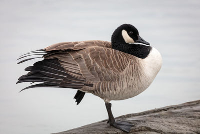 Close-up of a canada goose bird on a log